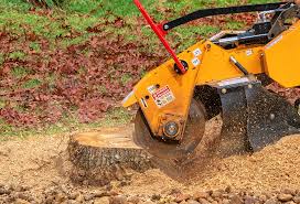 Trusted Central City, PA Tree Care Experts