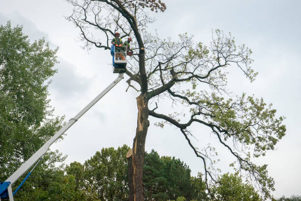 Best Palm Tree Trimming  in Central City, PA