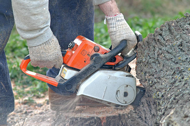 Best Pest Control for Lawns  in Central City, PA